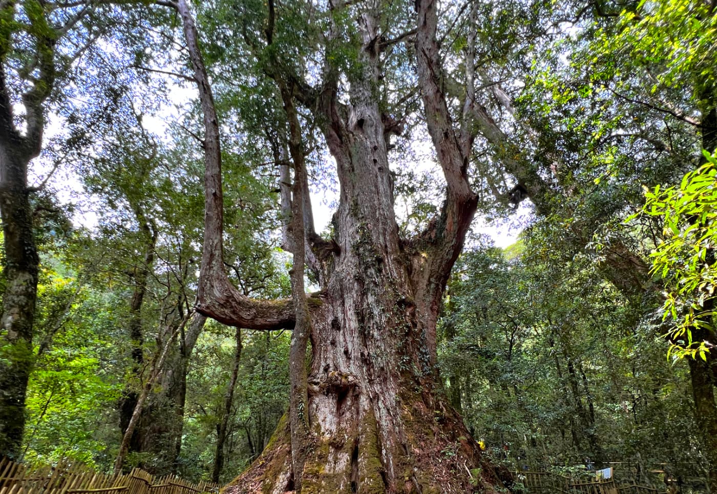 Yaya Qparung, the giant tree in Smangus