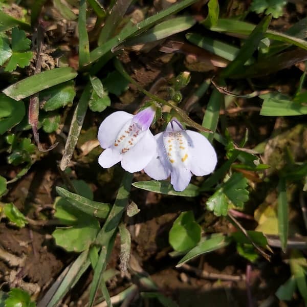 Asian Mazus