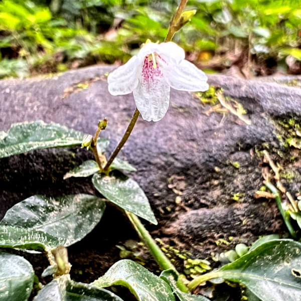 Codonacanthus pauciflorus