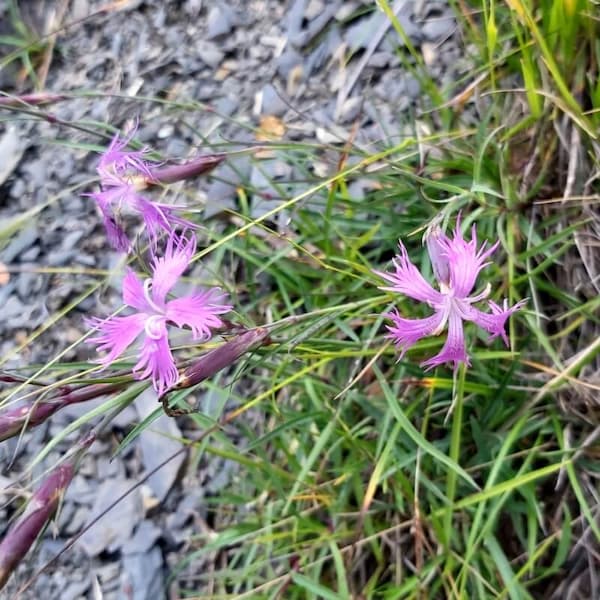 Dianthus pygmaeus Hayata