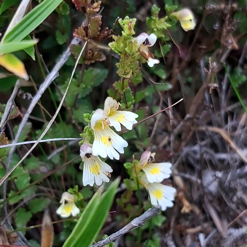 Euphrasia-transmorrisonensis