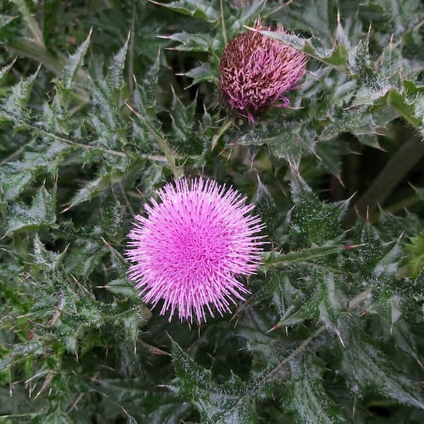 Formosan Thistle