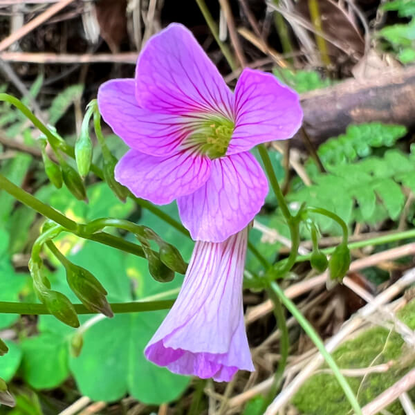 Largeflower Pink-Sorrel