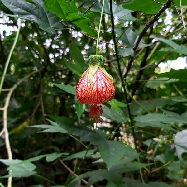 Striped-Abutilon