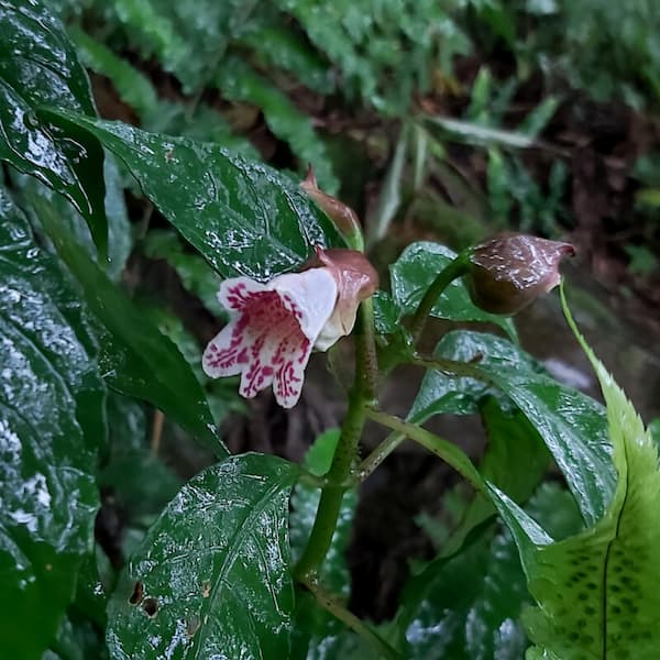 Taiwan-Bicornuta