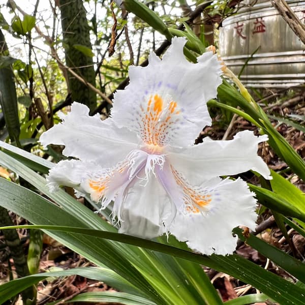 White Fringed Iris