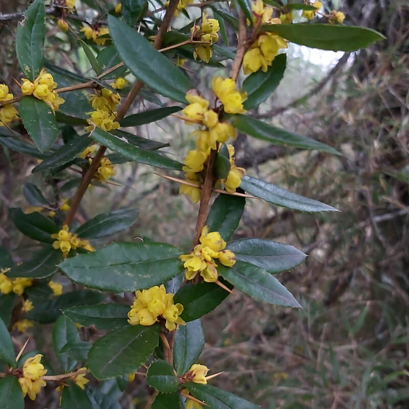 Berberis morrisonensis Hayata