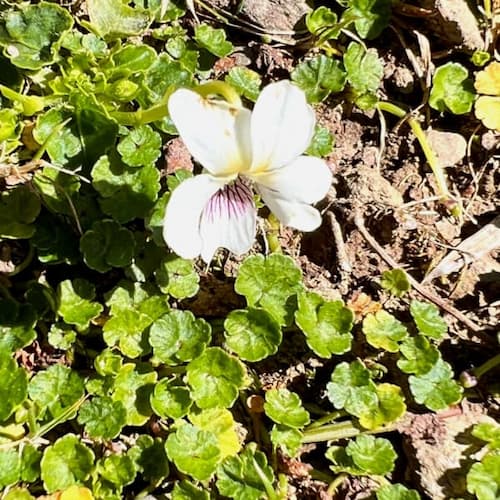 Viola formosana Hayata